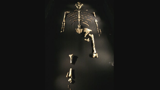 Lucy Fossil